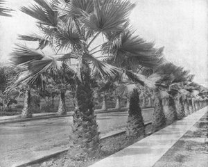 Eine Palmenallee in Los Angeles, Kalifornien, USA, um 1900