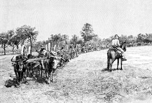 Ein Konvoi von Wagen, Südamerika, 1895