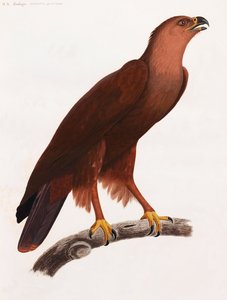 Ganzseitige Farbillustration eines braunen Vogels auf einem Ast von Unbekannt