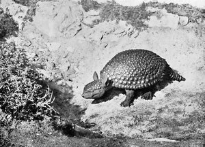 Ein Glyptodon, 20. Jahrhundert von Unbekannt