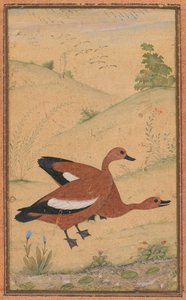 Ein Paar Brahminenenten, ca. 1595, Ränder wahrscheinlich im 19. Jahrhundert hinzugefügt von Unbekannt