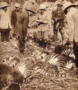 Eine königliche Tigerjagd von Unbekannt