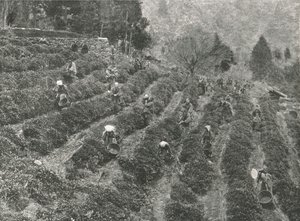 Eine Teeplantage außerhalb der Stadt, Kobe, Japan, 1895 von Unbekannt