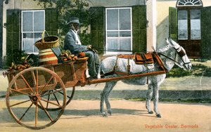 Ein Gemüsehändler, Bermuda, um 1900