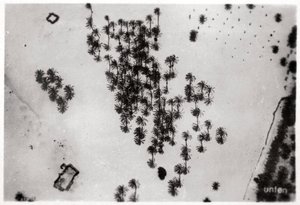 Luftaufnahme von Palmenschatten in der arabischen Wüste, von einem Zeppelin, 1931-1933 von Unbekannt