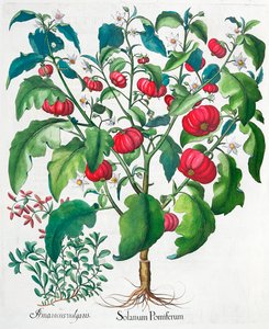 Afrikanische Tomate und Majoranpflanzen, 1613