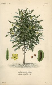 Alexandrinische Senna, Senna alexandrina, Cassia acutifolia von Unbekannt