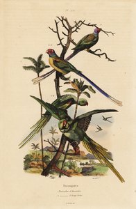 Alexandrinensittich und Langschwanzsittich von Unbekannt