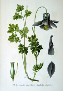 Alpen-Akelei, 1893