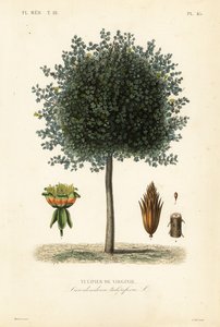 Amerikanischer Tulpenbaum