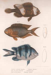 Amphiprion bifasciatus. Pomacentris pavo. Glyphisodo, um 1850er Jahre