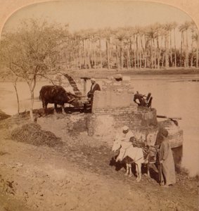 Ein ägyptischer Sakiyeh, der Nilwasser zur Bewässerung schöpft, Ägypten, 1896 von Unbekannt