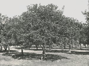 Ein Orangenhain in der Nähe der Stadt, St. Augustine, USA, 1895
