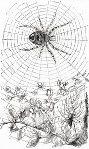 Eine Radnetzspinne oder Araneid von Unbekannt