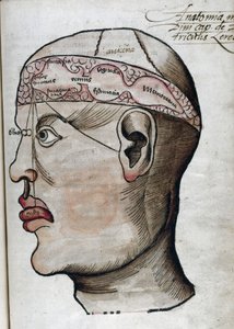 Anatomie 16. Jahrhundert: Schnitt durch das Gehirn zur Untersuchung der Lokalisation verschiedener Gehirnfunktionen und der damit verbundenen Organe des Kopfes von Unbekannt