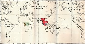 Anthropoidea - Hylobates Rot, Simia Blau, Gorilla Braun, Anthropopithecus Grün, 1897