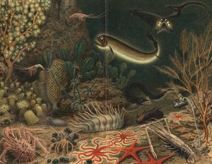 Künstlerische Darstellung einer Tiefseeszene mit leuchtenden Fischen, 1903 von Unbekannt