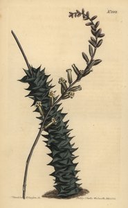 Astroloba foliolosa (Kleinblättrige Aloe) von Unbekannt