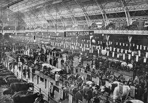 Auf der Smithfield Club Viehschau, Agricultural Hall, Islington, London, 1902-1903