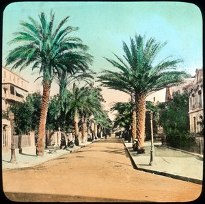 Palmenallee, Hyères, Frankreich, spätes 19. oder frühes 20. Jahrhundert