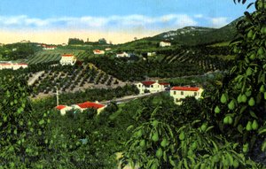 Avocado-Haine, San Diego, Kalifornien, USA, um 1900
