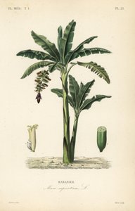 Bananenbaum, Musa paradisiaca