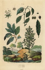 Lorbeer, Kampferbaum und Sassafras