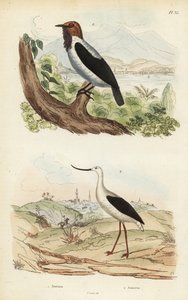 Bartglockenvogel und Amerikanischer Säbelschnäbler