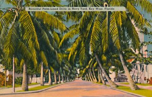 Schöne palmengesäumte Allee im Navy Yard, Key West, Florida, um 1940er Jahre