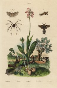 Bienen-Ragwurz, Affen-Knabenkraut, Rostige Flechtenbär, Zwanzig-Feder-Motte und Oribata geniculata Milbe