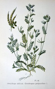Vogel-Fuß, 1893 von Unbekannt