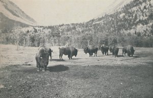 Bison, 1916