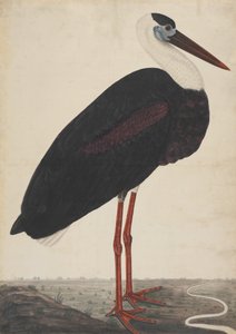 Schwarzstorch in einer Landschaft, ca. 1780 von Unbekannt