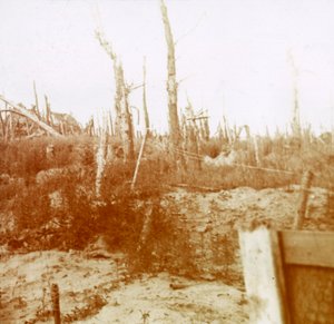 Zerstörtes Holz, Nieuwpoort, Flandern, Belgien, um 1914-1918