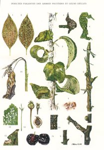 Botanische Tafel/Obstbaumparasiten