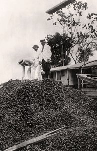 Paranüsse aus dem Amazonas-Tal, um 1900er von Unbekannt