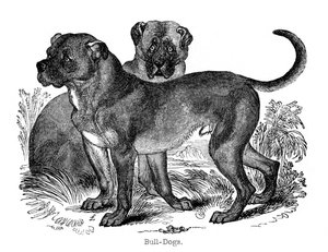 Bulldogge, 1848 von Unbekannt