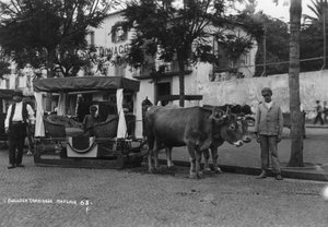Ochsenkarren, Madeira, Portugal, ca. 1920er-1930er Jahre