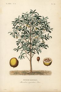 Kalabassenmuskat, Monodora myristica