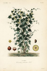 Kalumbabaum, Jateorhiza columba