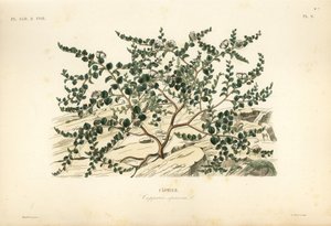 Kapernstrauch oder Flinders-Rose