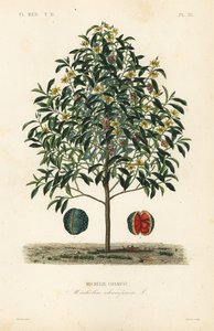 Champakbaum, Magnolia champaca