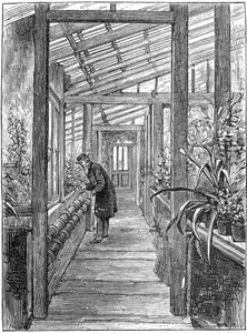 Charles Darwin 1809-1882, englischer Naturforscher, in seinem Gewächshaus