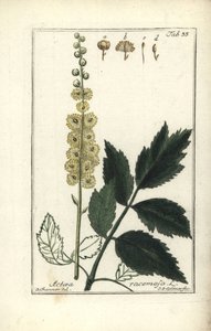 Cimicifuga Cimicifuga racemosa oder Traubensilberkerze, Actaea racemosa (Traubenförmige Actaea)
