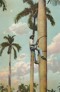 Klettern auf die Königspalme - Subiendo la Palma Real, 1910