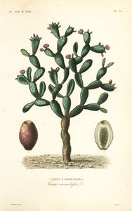 Cochenille-Kaktus