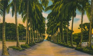 Kokosnussallee, Barranquilla, ca. 1940er