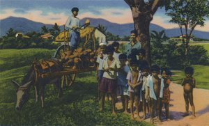 Kokosnussverkäufer, Trinidad