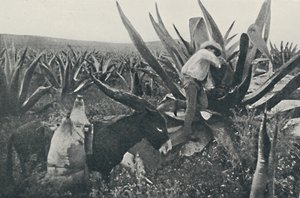 Sammeln von Honigwasser aus einem Maguey, 1916 von Unbekannt