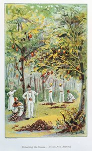 Kakaosammlung, Venezuela, 1892 von Unbekannt